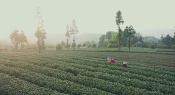 Çin’in Meitan İlçesinde Çay Endüstrisi Kırsal Kalkınmayı Hızlandırıyor